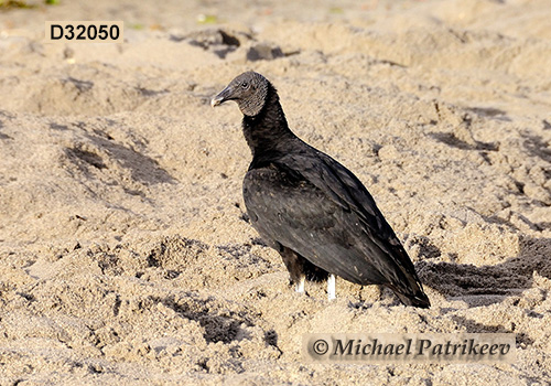 American Black Vulture (Coragyps atratus)